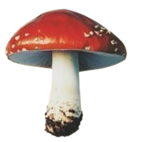 fungo