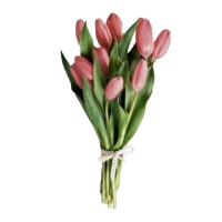 tulipani